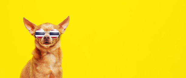 狗狗戴着墨镜，背景是黄色的眼镜，映衬出泰国国旗。图片下载