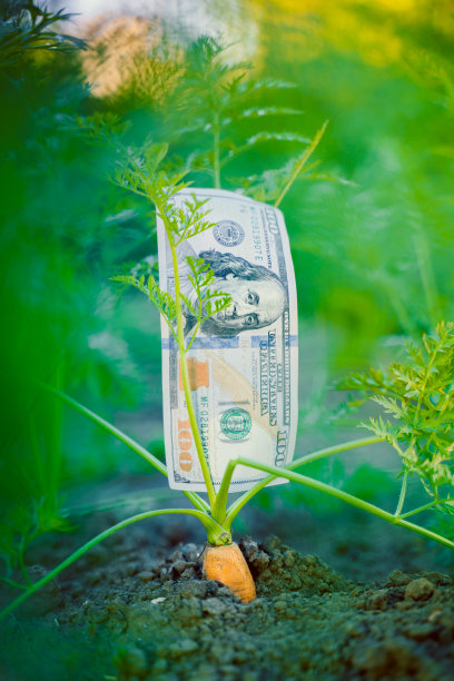 花一百美元买一张胡萝卜生长在花圃土壤中的特写。色彩丰富的垂直照片图片下载