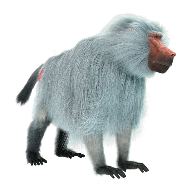 3D渲染白面上的狒狒图片下载