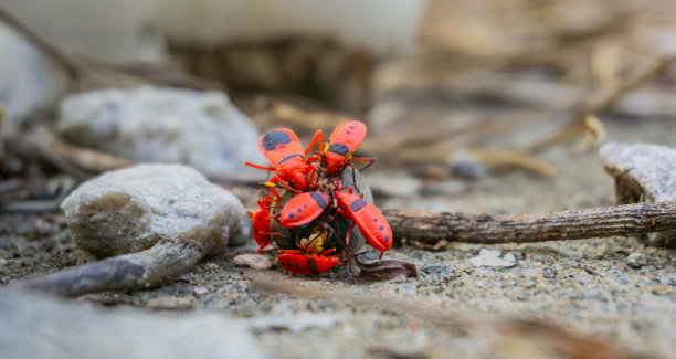 亚洲火虫(火虫科)分享食物的微距照片。图片下载