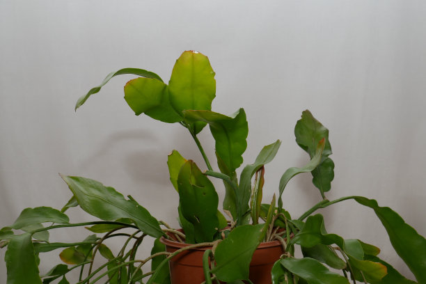 昙花。昙花oxypetalum图片下载