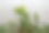 昙花。昙花oxypetalum图片下载