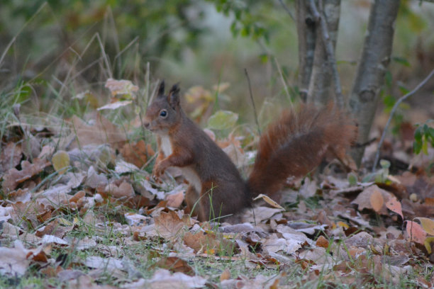 松鼠刚摘了一颗花生，正吃得津津有味。图片下载