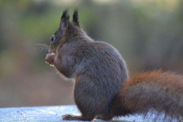 松鼠刚捡到一颗花生。图片下载