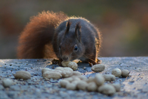 松鼠刚刚发现了花生，正在享用它们。图片下载