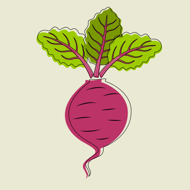 成熟甜菜的矢量图。图片下载