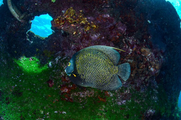 在巴西费尔南多·迪诺罗尼亚海，一只法国天使鱼和珊瑚潜水图片下载