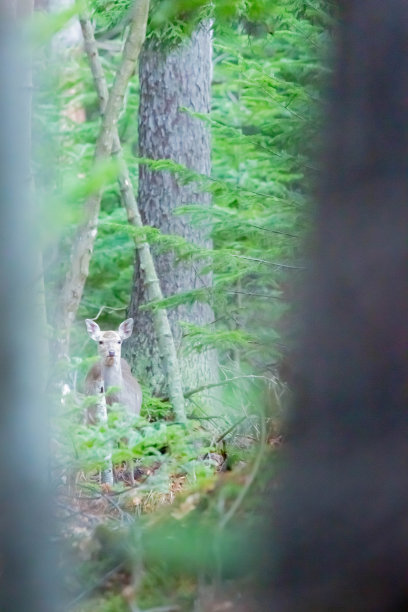 森林中的北海道梅花鹿图片下载