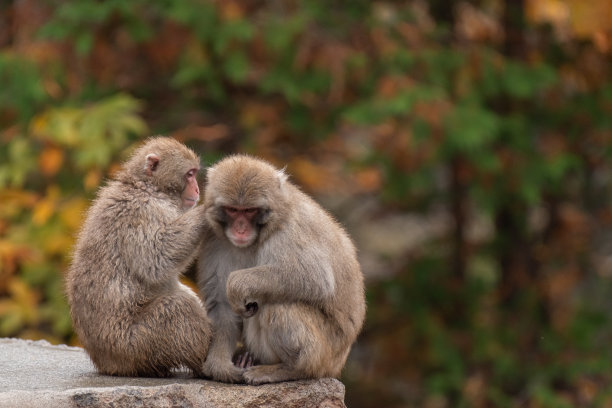 两只日本猴子图片下载