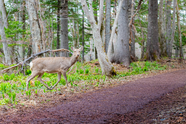 森林中的北海道梅花鹿图片下载