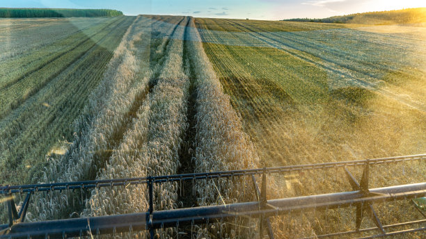收获季节的农业麦田景观。图片下载