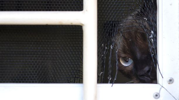 连体猫正在破坏窗户上的蚊帐。图片下载