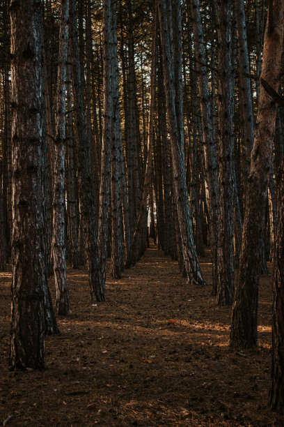 秋松林图片下载