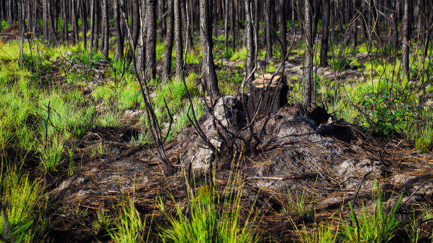 烧焦的松林图片下载