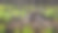 烧焦的松林图片下载