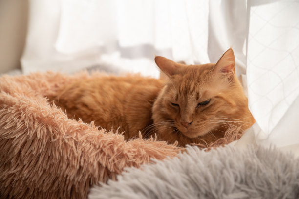 猫咪在窗边睡觉图片下载