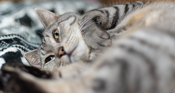 放松的猫图片下载