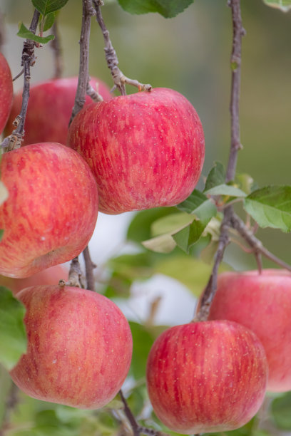 苹果领域图片下载