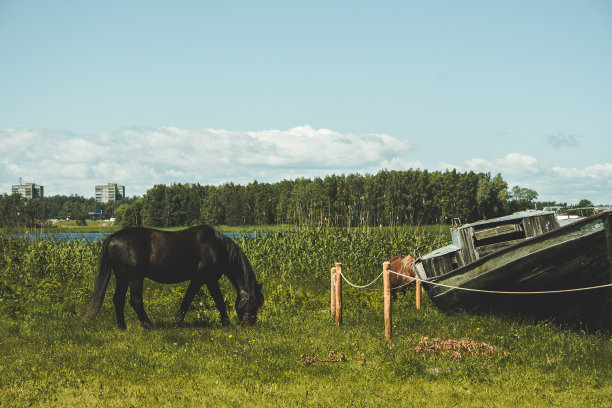 一匹黑褐色的马在湖边吃着绿草，旁边是一艘旧木船。图片下载