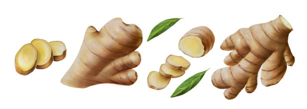 水彩画的姜根，叶和片。手绘增强免疫力的维生素孤立插图在书写背景图片下载