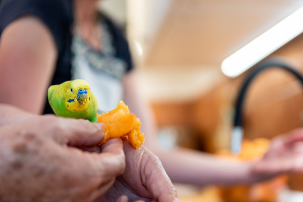 可爱的小虎皮鹦鹉喜欢从家人手中吃杏子图片下载