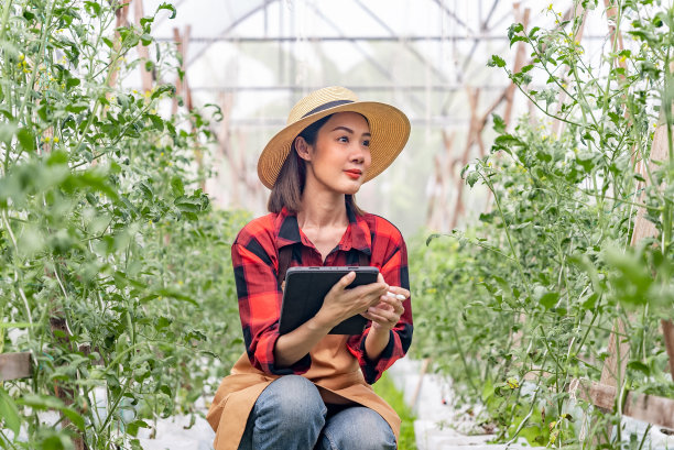 快乐美丽的园丁亚洲妇女戴着帽子和棕色的围裙，她检查番茄植物的药片和微笑，因为她的栽培是成功的温室。图片下载