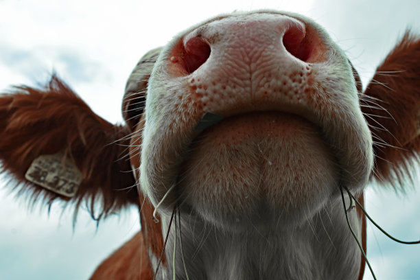 牛的嘴图片下载