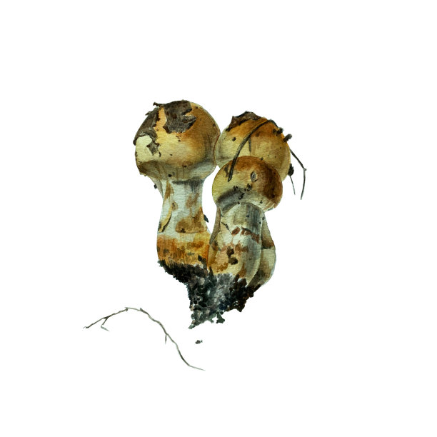 水彩植物插图蘑菇与秋叶图片下载