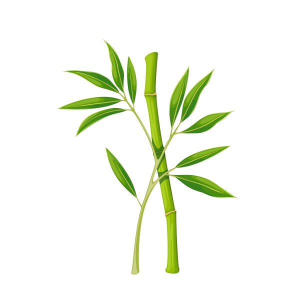 竹柄和竹枝带叶图片下载