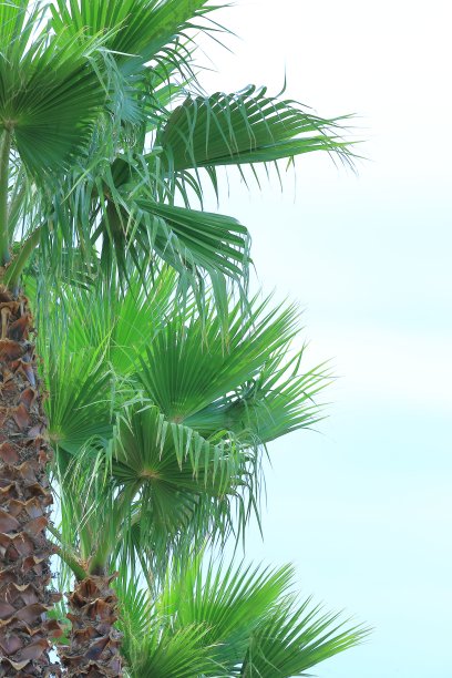 高大的棕榈树图片下载