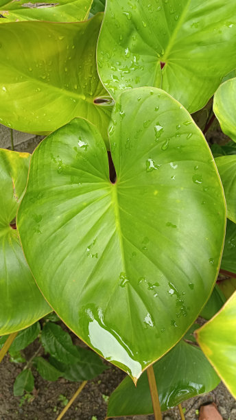 用于室内观赏植物的高梅叶。绿芋头叶库存照片图片下载