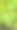 用于室内观赏植物的高梅叶。绿芋头叶库存照片图片下载