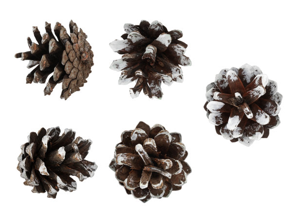 白底上的松果图片下载