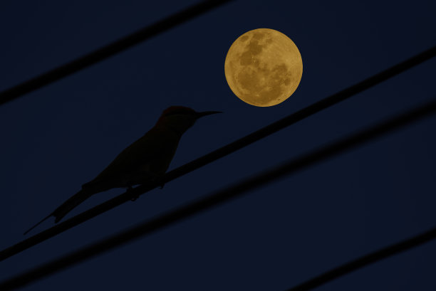 夜晚的满月和电线上的鸟影。图片下载