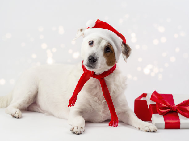 新年照片，一只戴着圣诞帽的搞笑狗，白色背景上有圣诞礼物和红色气球。可用于明信片，日历，横幅。图片下载