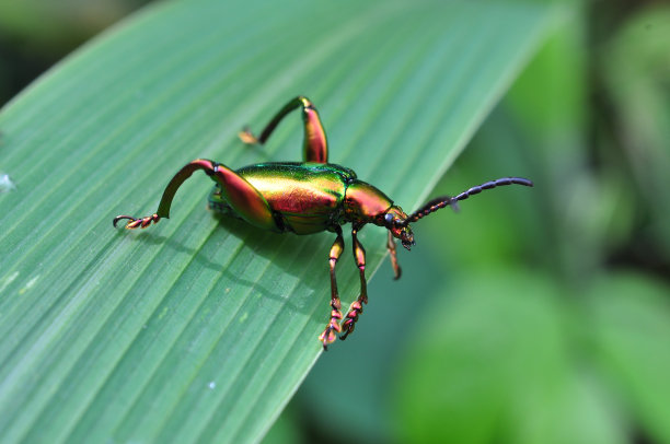 蛙甲虫或Sagra buquet是属于金甲虫科的一种甲虫图片下载