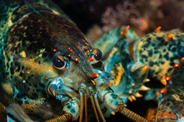 龙虾穿图片下载