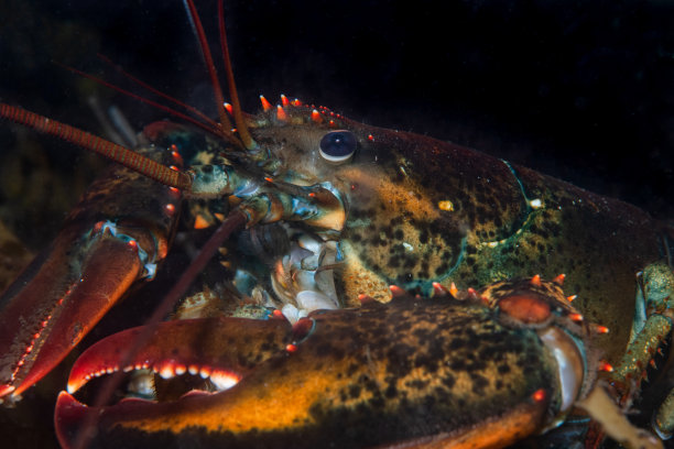 美国龙虾图片下载