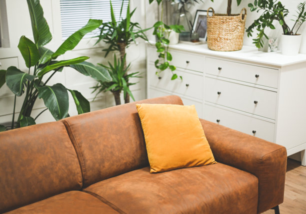 家庭内部用绿色的家庭花卉和植物图片下载