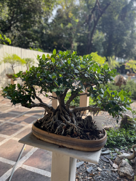 新德里Lodhi公共花园中，无花果(榕树)盆景树的特写图片被展示在庭院的混凝土基座上，庭院已被改造成日式花园图片下载