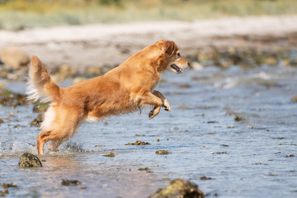 漂亮的狗图片下载