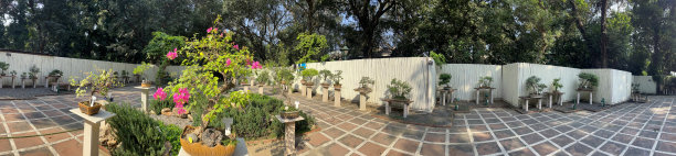 在新德里的Lodhi公共花园中，庭院里的混凝土基座上展示了盆景树的全景图，该庭院已被改造成日式花园图片下载