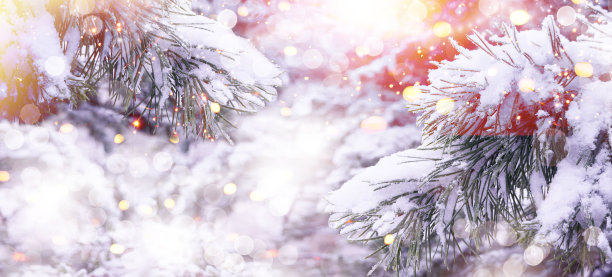 圣诞树。雪。圣诞新年冬季背景。圣诞贺卡。圣诞灯。神奇的冬季雪景。文本空间。横幅。图片下载