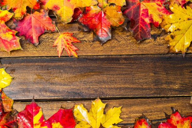 色彩斑斓的秋天枫叶在深色的木制背景图片下载