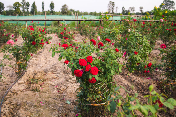 生长在农场花园里的玫瑰丛和灌木玫瑰图片下载