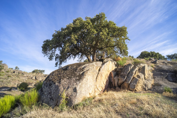 巨大的花岗岩之间生长着美丽的树木，红木橡树和软木橡树，它们结出的橡子是用来喂牛的。图片下载