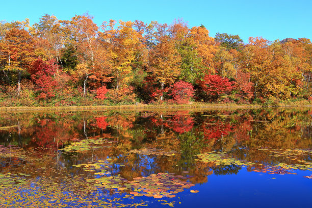 志贺高根的秋叶图片下载