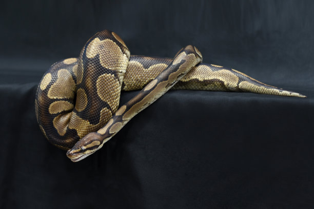 黑色背景上的宠物蟒图片下载