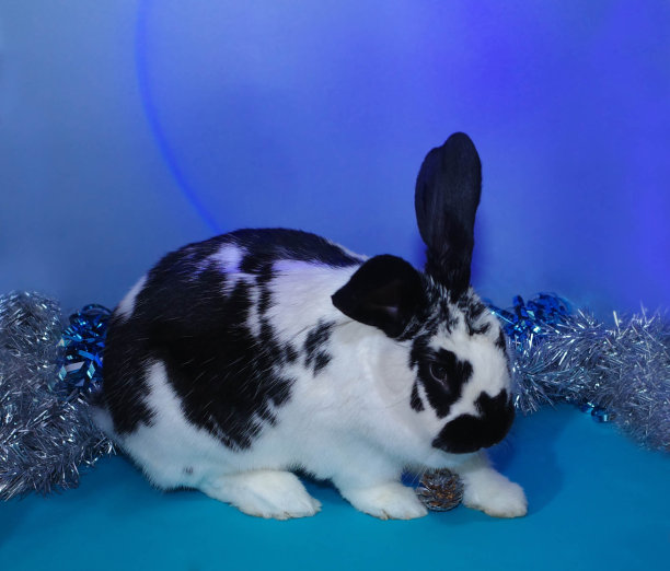 可爱的小兔子坐在金属丝上图片下载