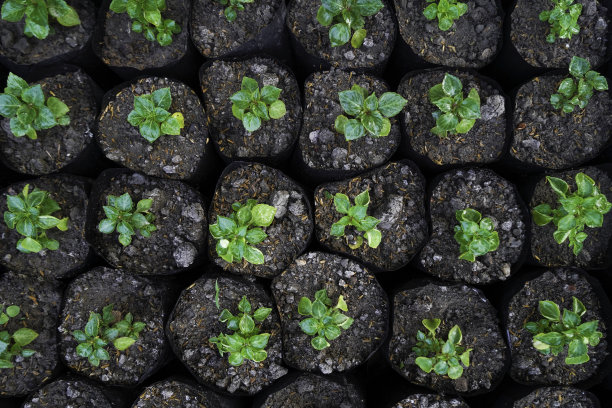 一排排的凤仙花幼苗在花盆里，在温室，花园或苗圃，植物种子在苗圃的花盆里出售，选择性聚焦图片下载